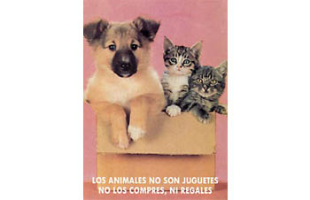 Los animales no son un juguete ...- Postal