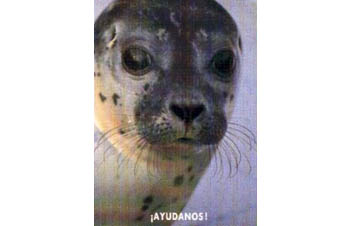 ¡Ayúdanos ! (foto de foca) - Postal